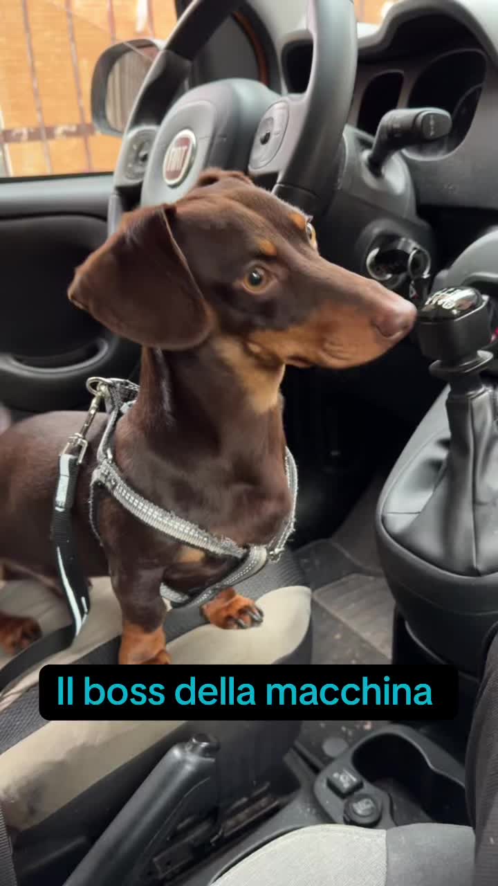 @🐾Mirtillo il bassotto🐾