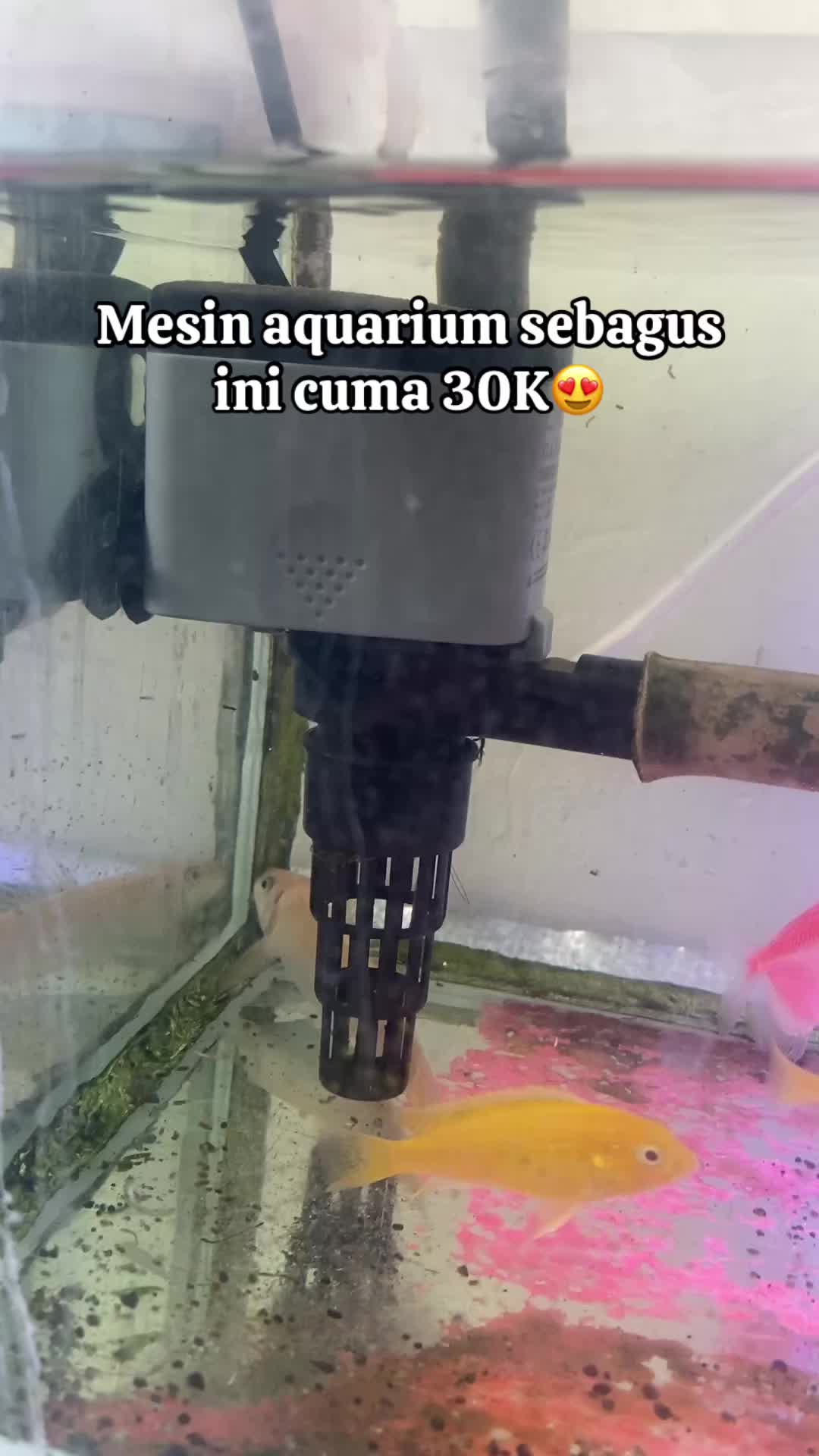 @Factshort