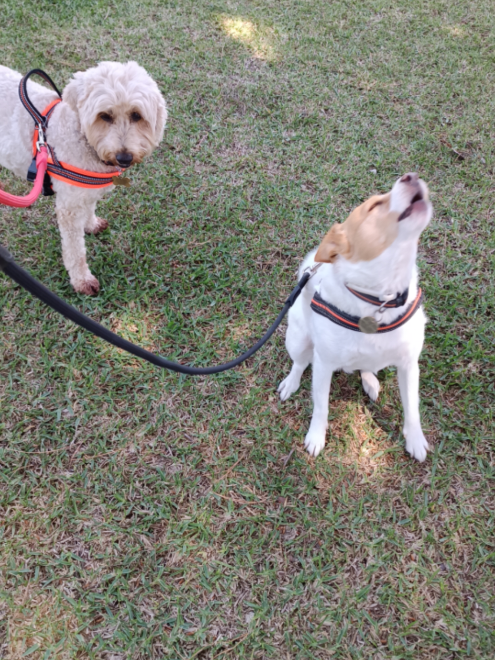 @RoyleDogWalking