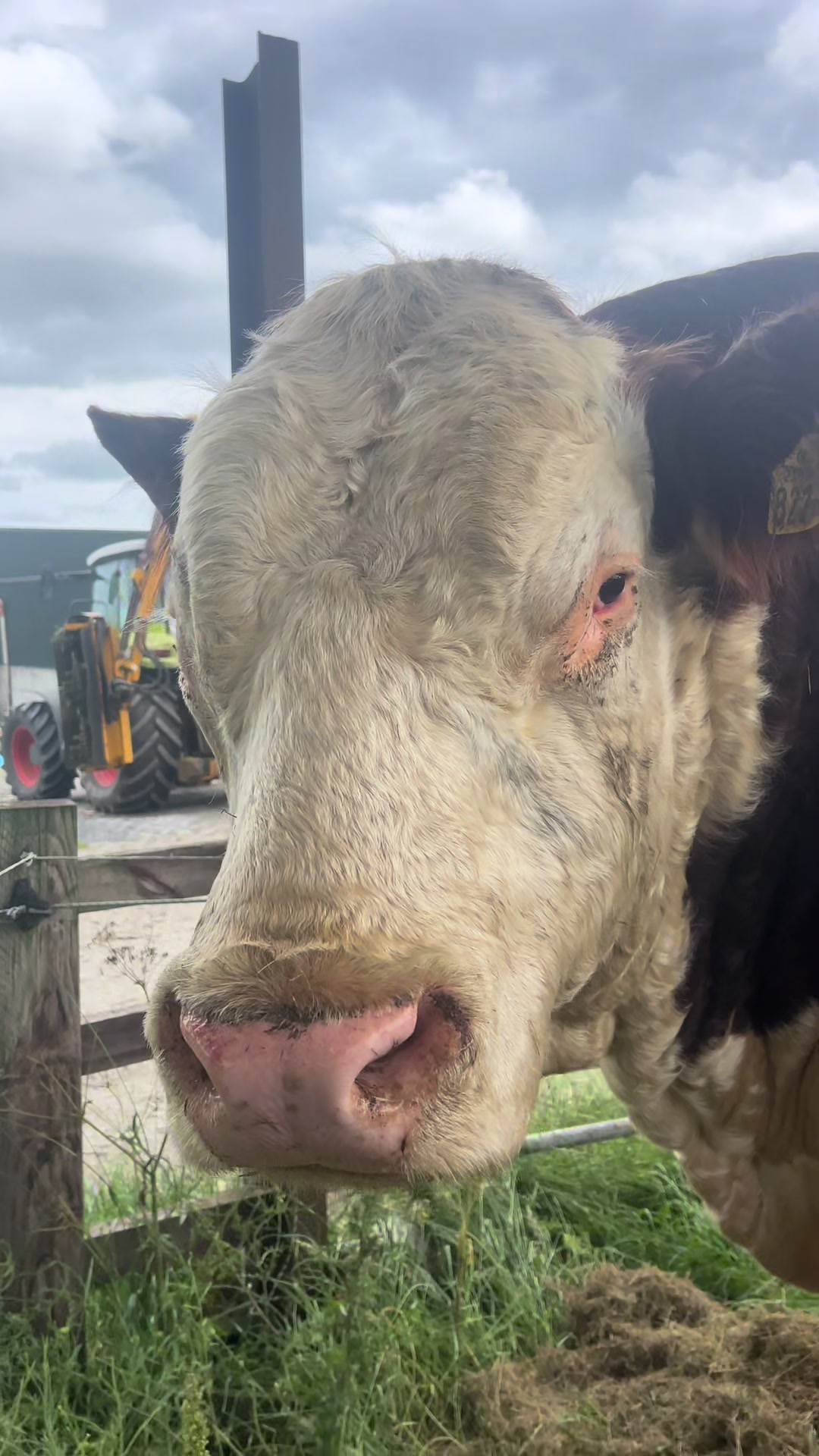 @Cow King 🐮🤴