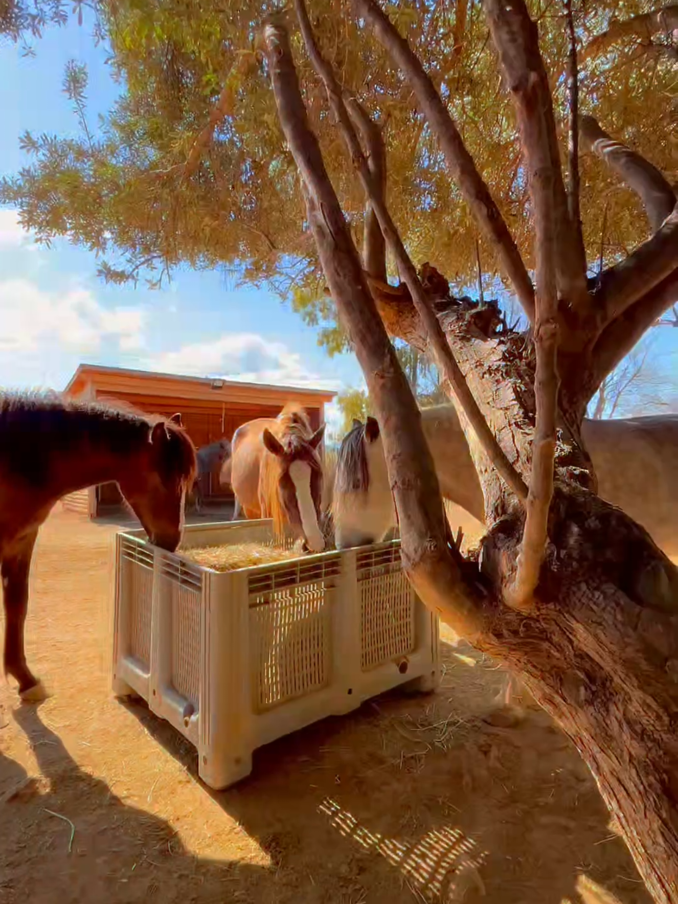 @Greek Animal Rescue