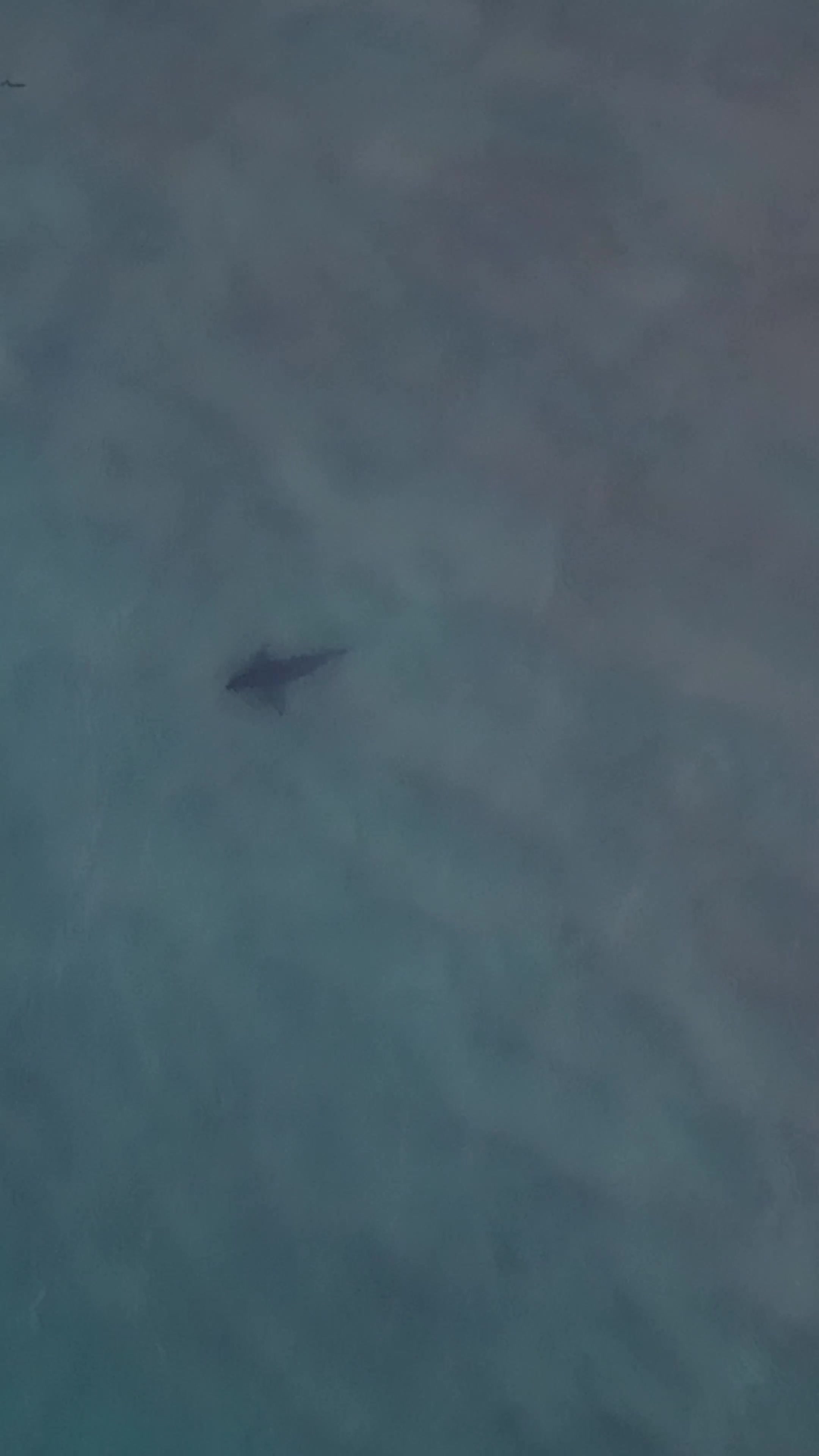 @Dronesharkapp