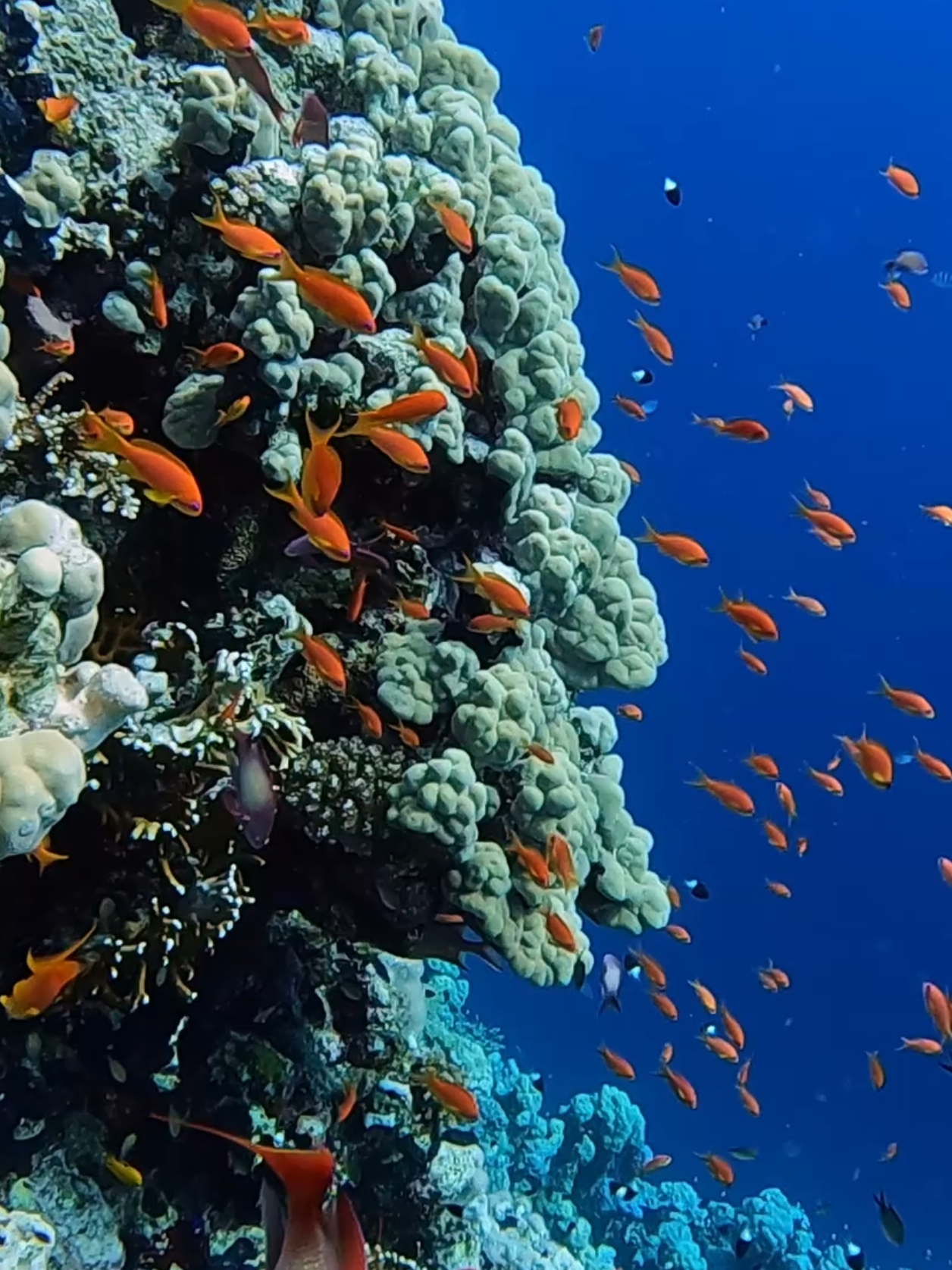 @Our Underwater Universe