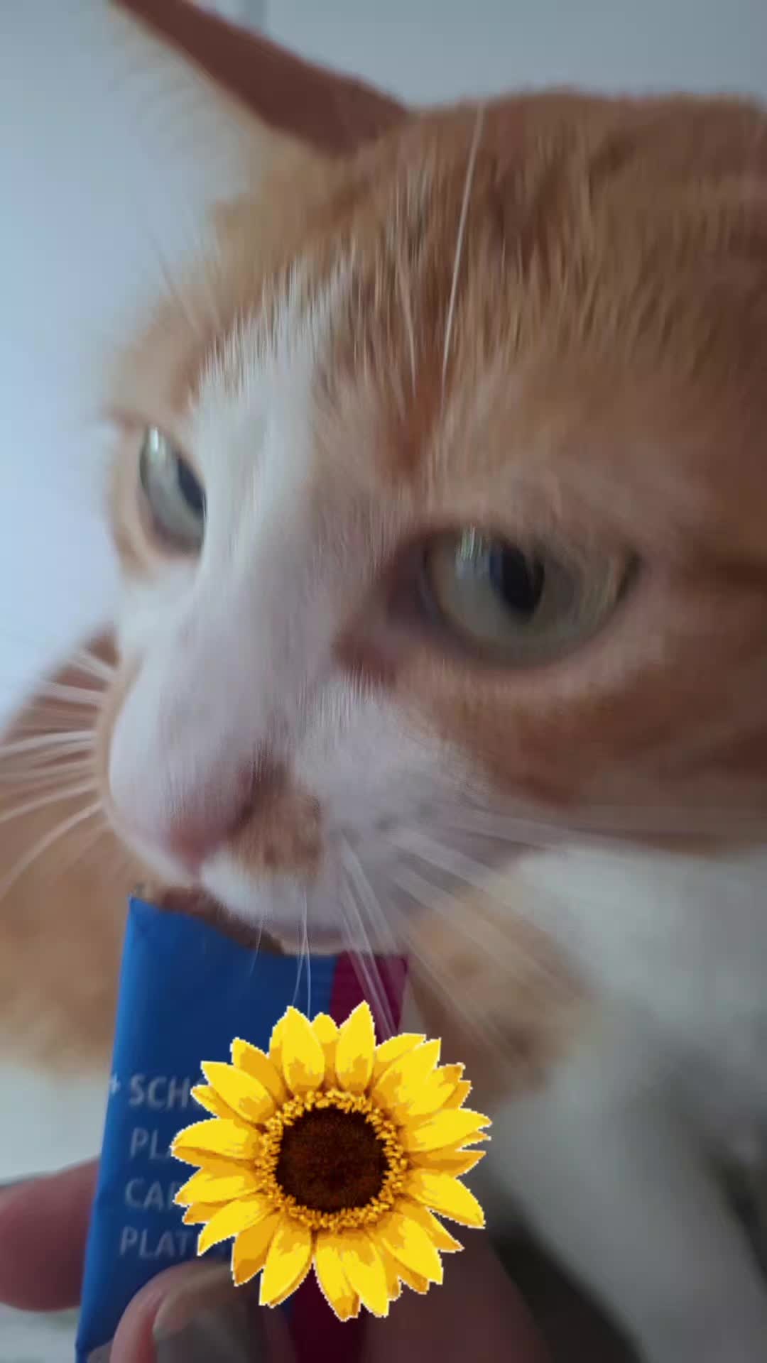 @Happy Cat