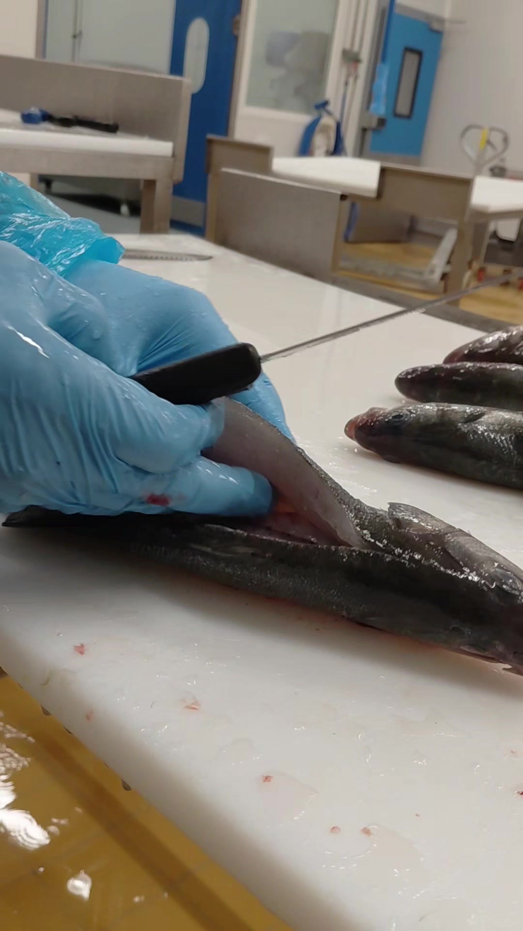 @lapprenti.poissonier