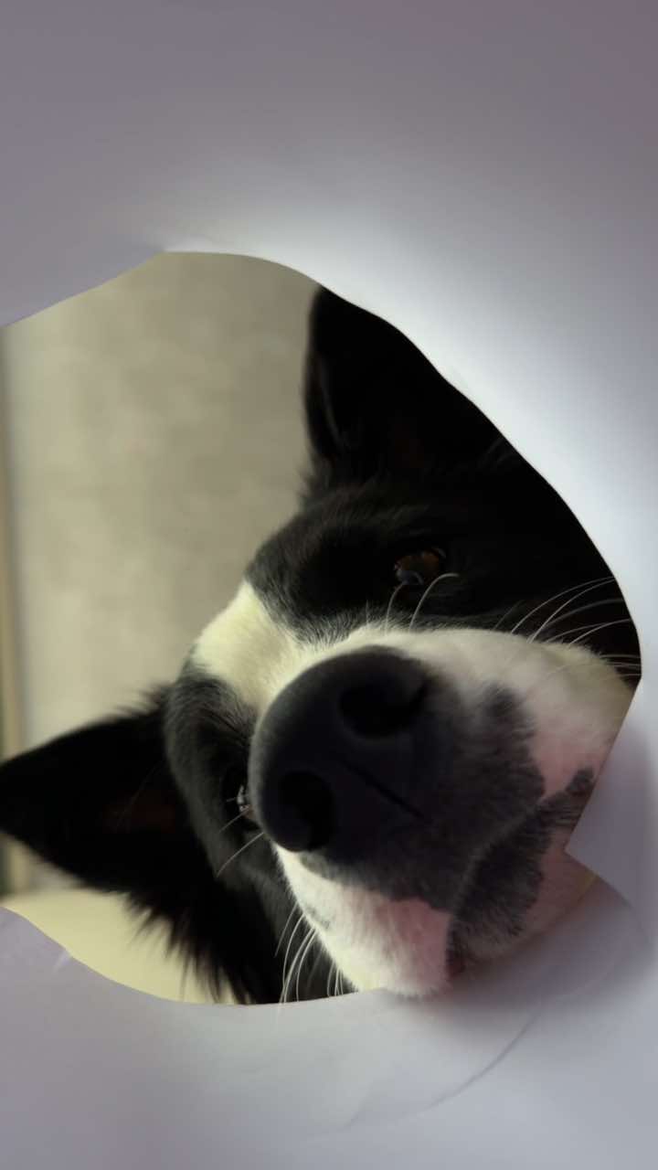 @HeyCosmopaws!