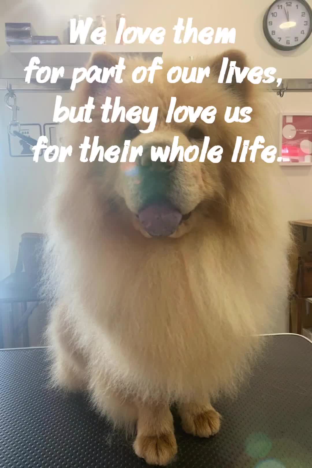 @ChowLife