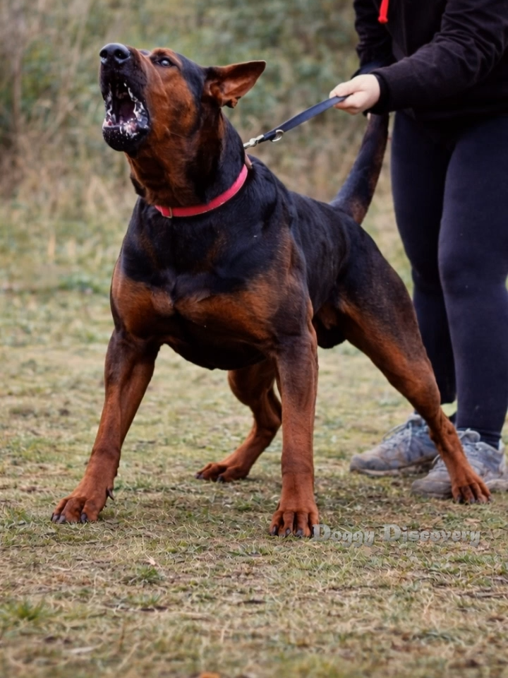@Doggy Discovery