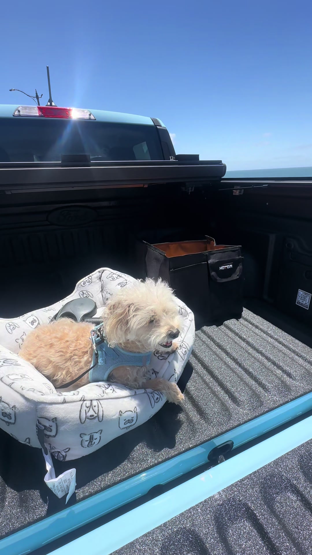 @He Was A PoodleBoi