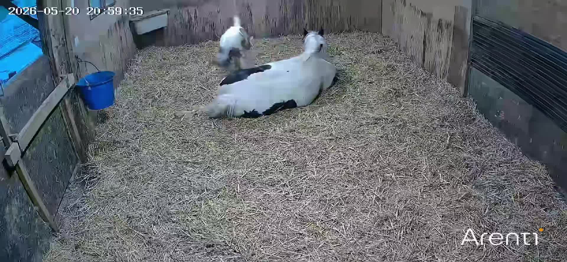 @Alfie & Daisy-May 💙🐴❤️🌻