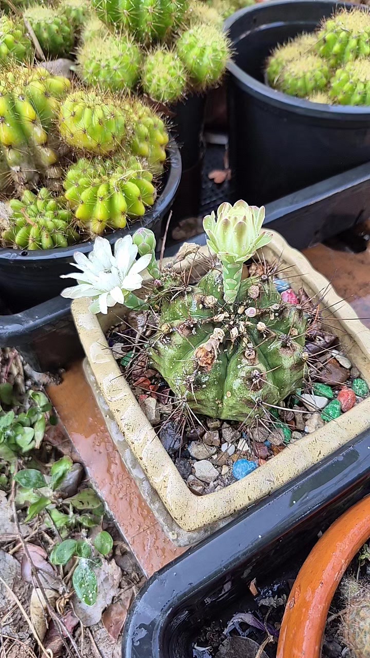 @Aum_Arongkot