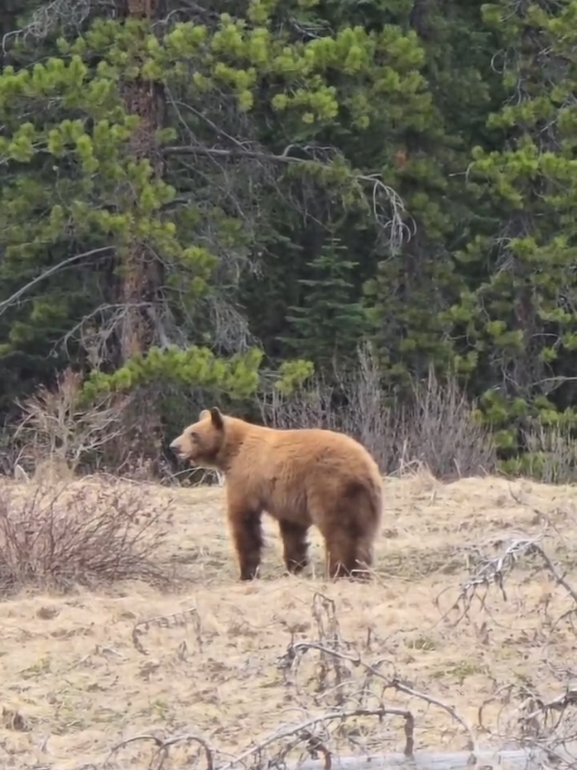 @Banff Nature and Wildlife