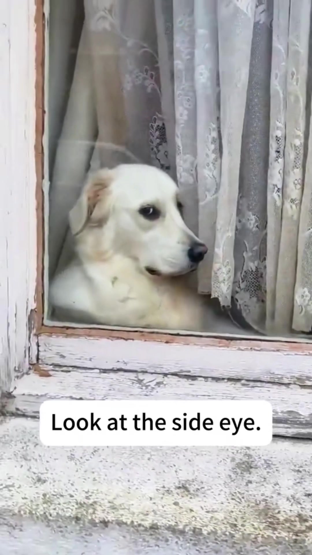 @FunnyAnimals
