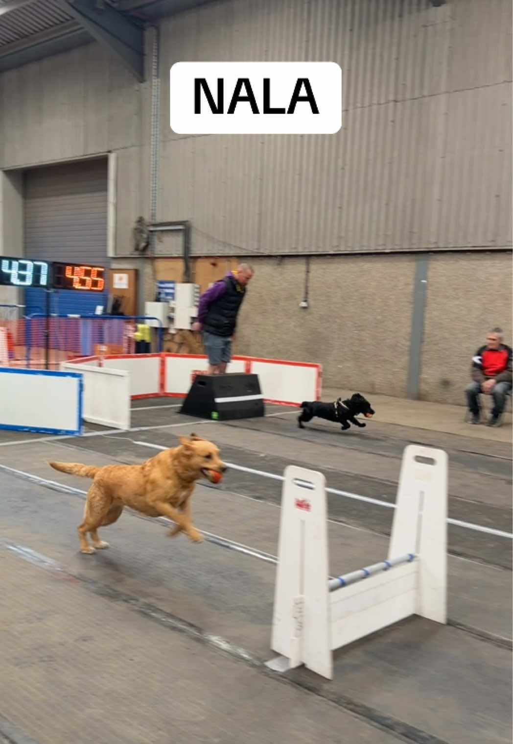 @Pawsitivity Flyball Team