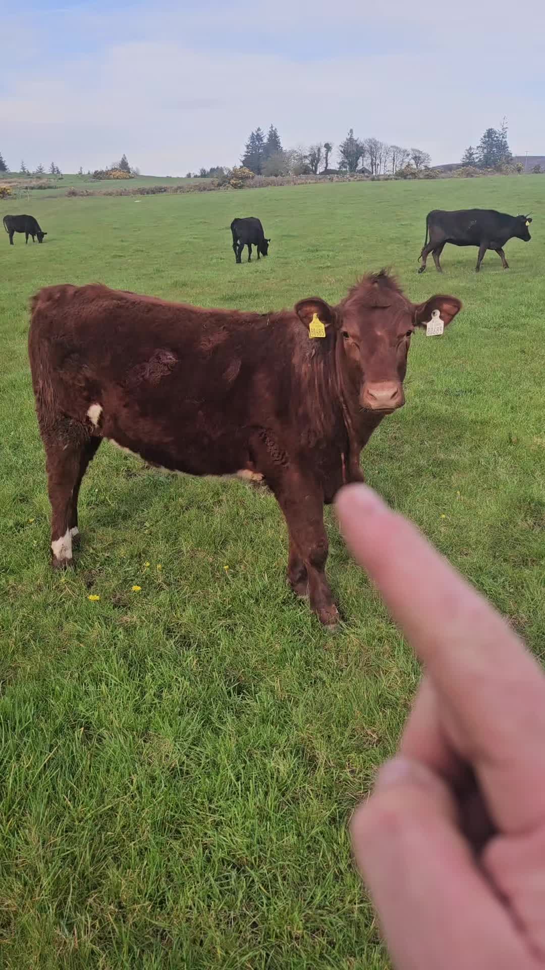 @finnowfarm