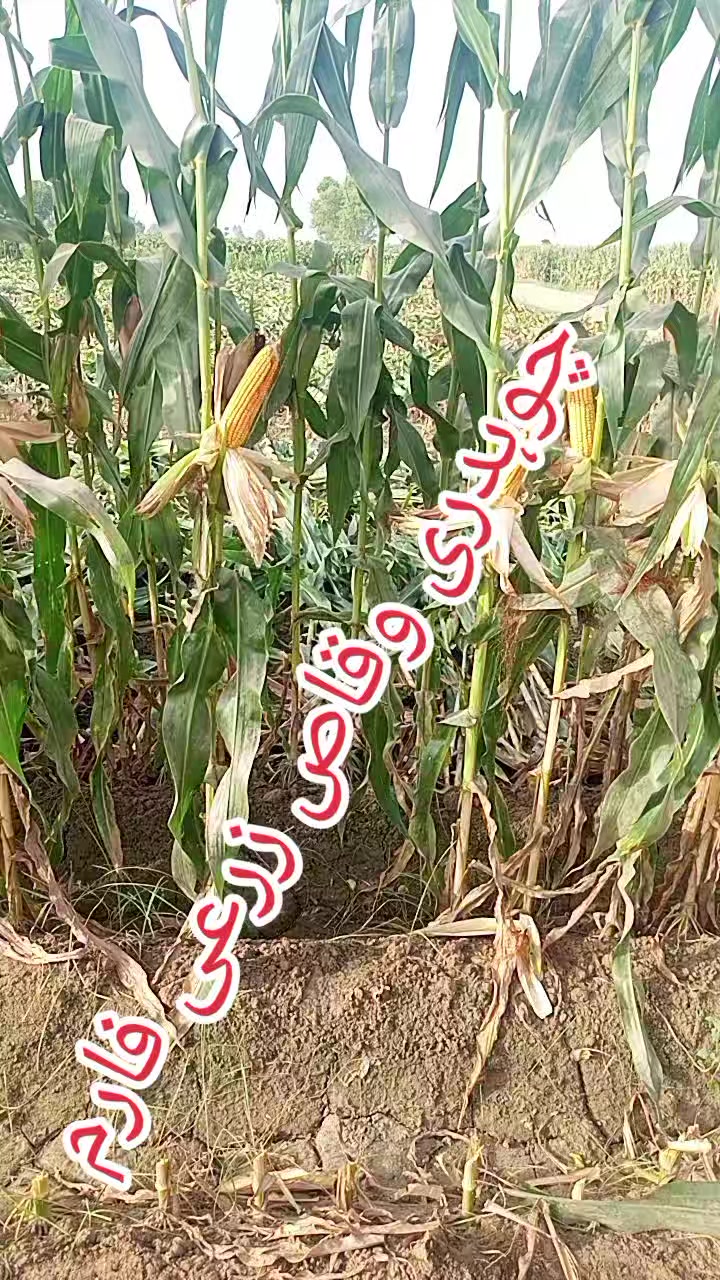@Ch.waqas