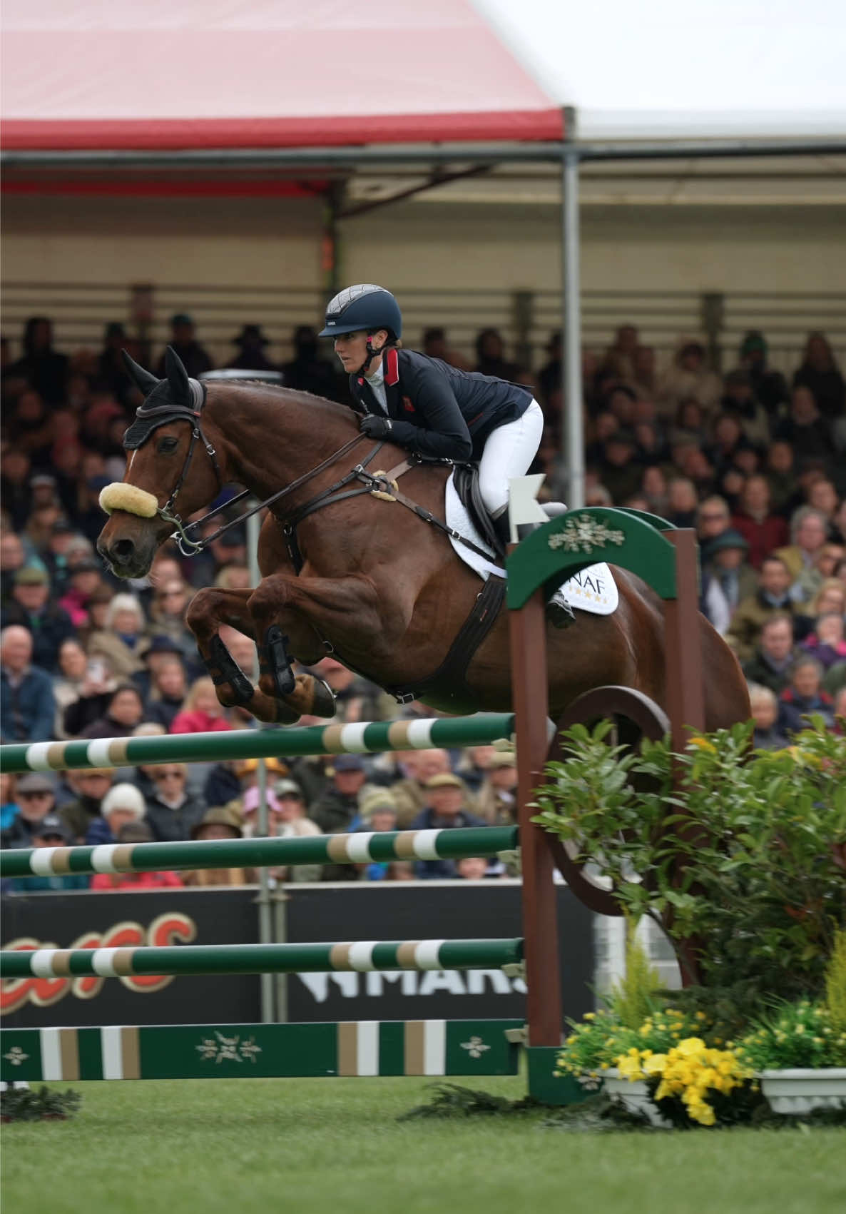 @HorseQuest - Horses for Sale