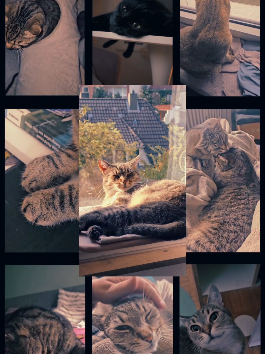 @sweetBenjiCat