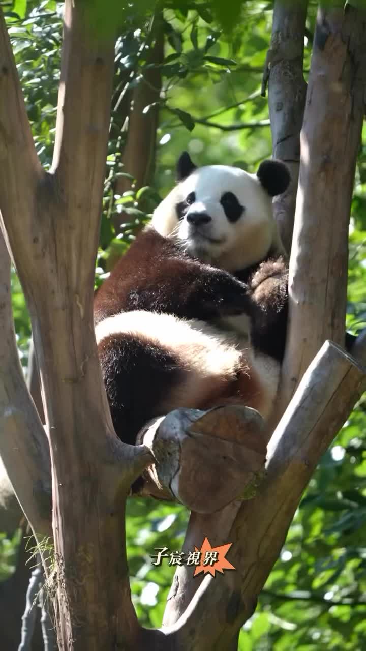 @pandy_pandaa