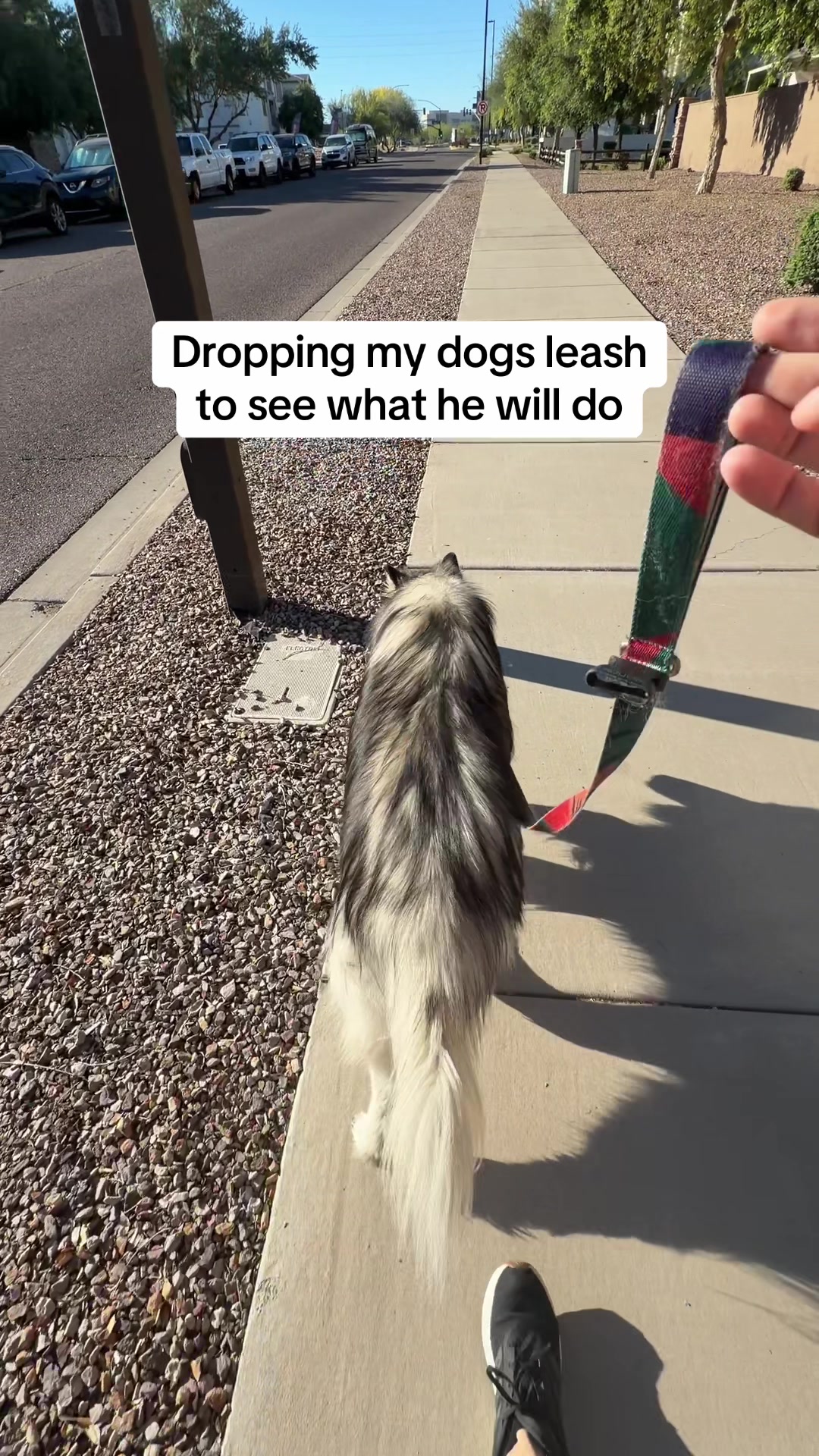 @Bandit The Husky