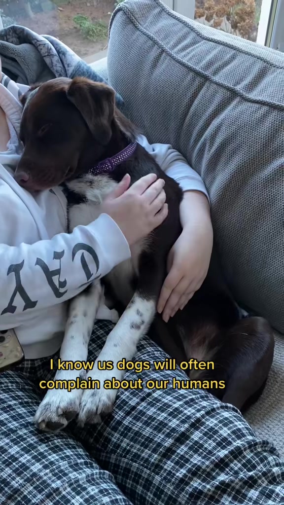 @Kali the Collie Labrador