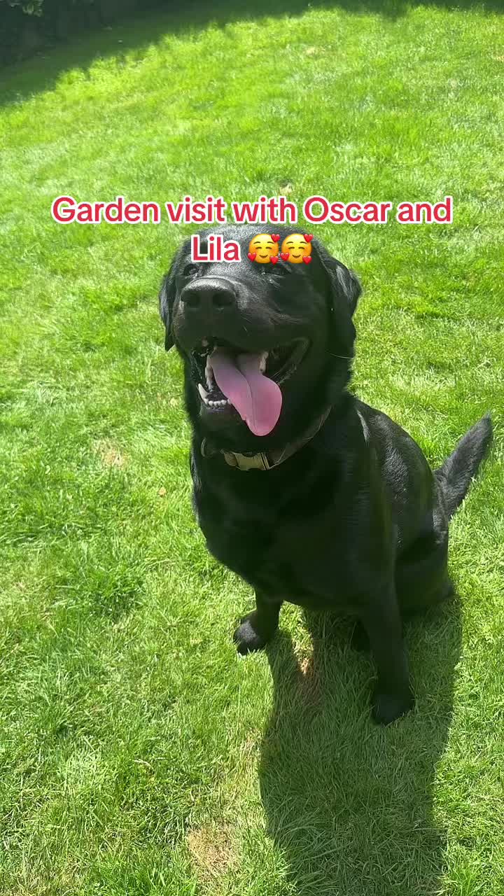 @Cola_the_angeldragon ❤️🖤