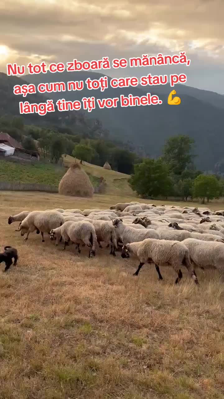 @Ionut Serban-Panescu