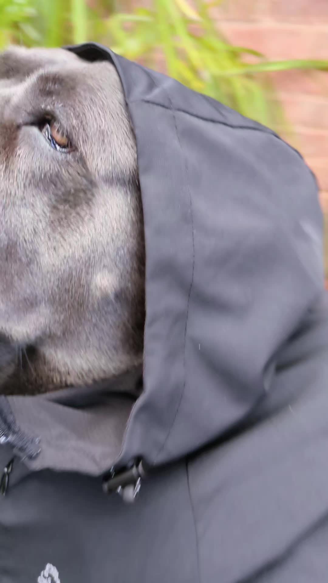@mist_the_canecorso