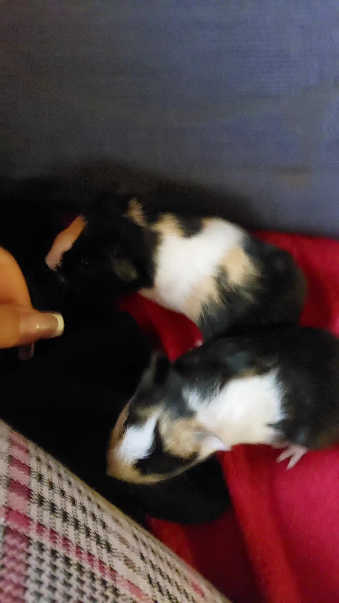 @Zoey mein Schatz ❤