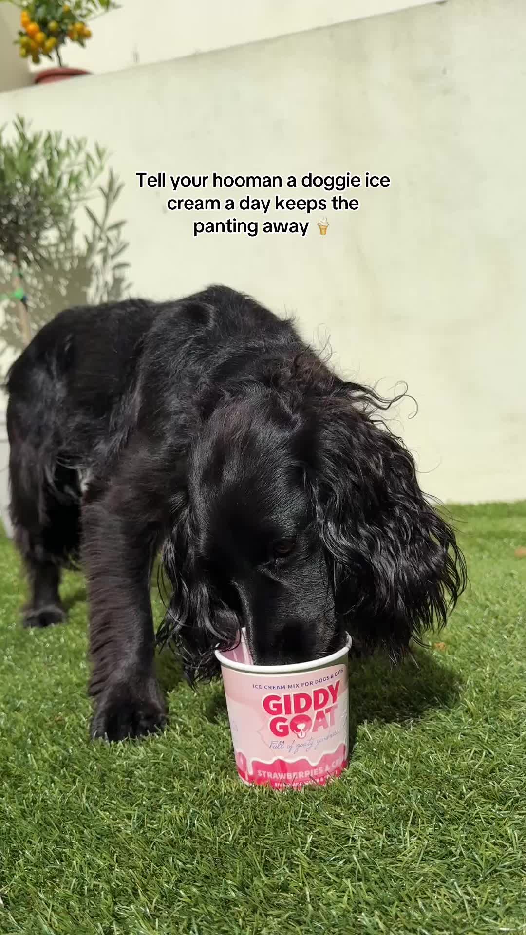 @maggie.moo.cocker