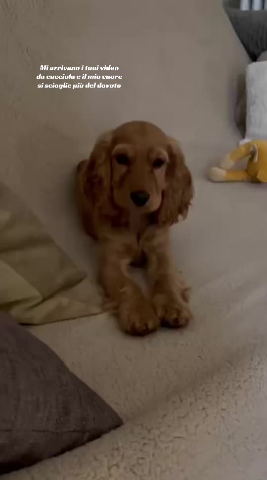@🌸🐶Pamela Cocker Spaniel🐶🌸