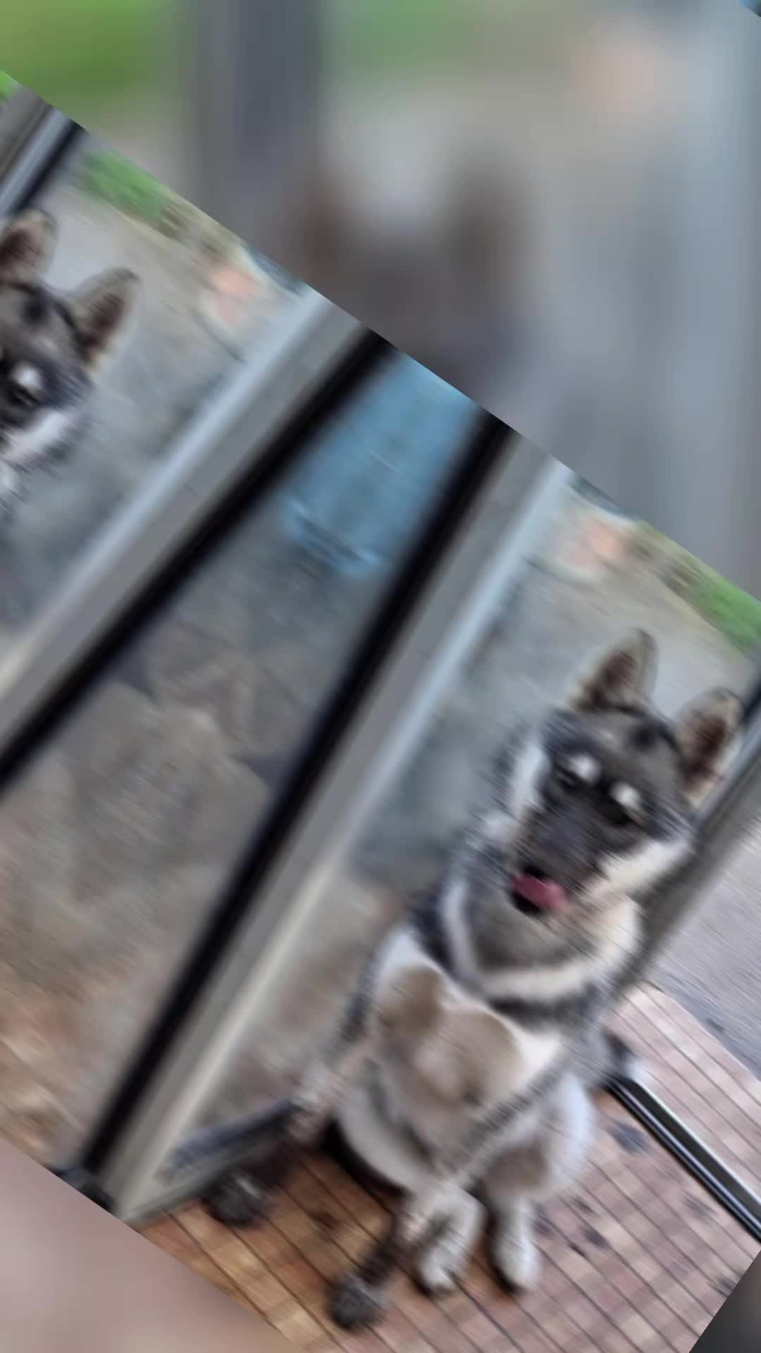 @Sam husky