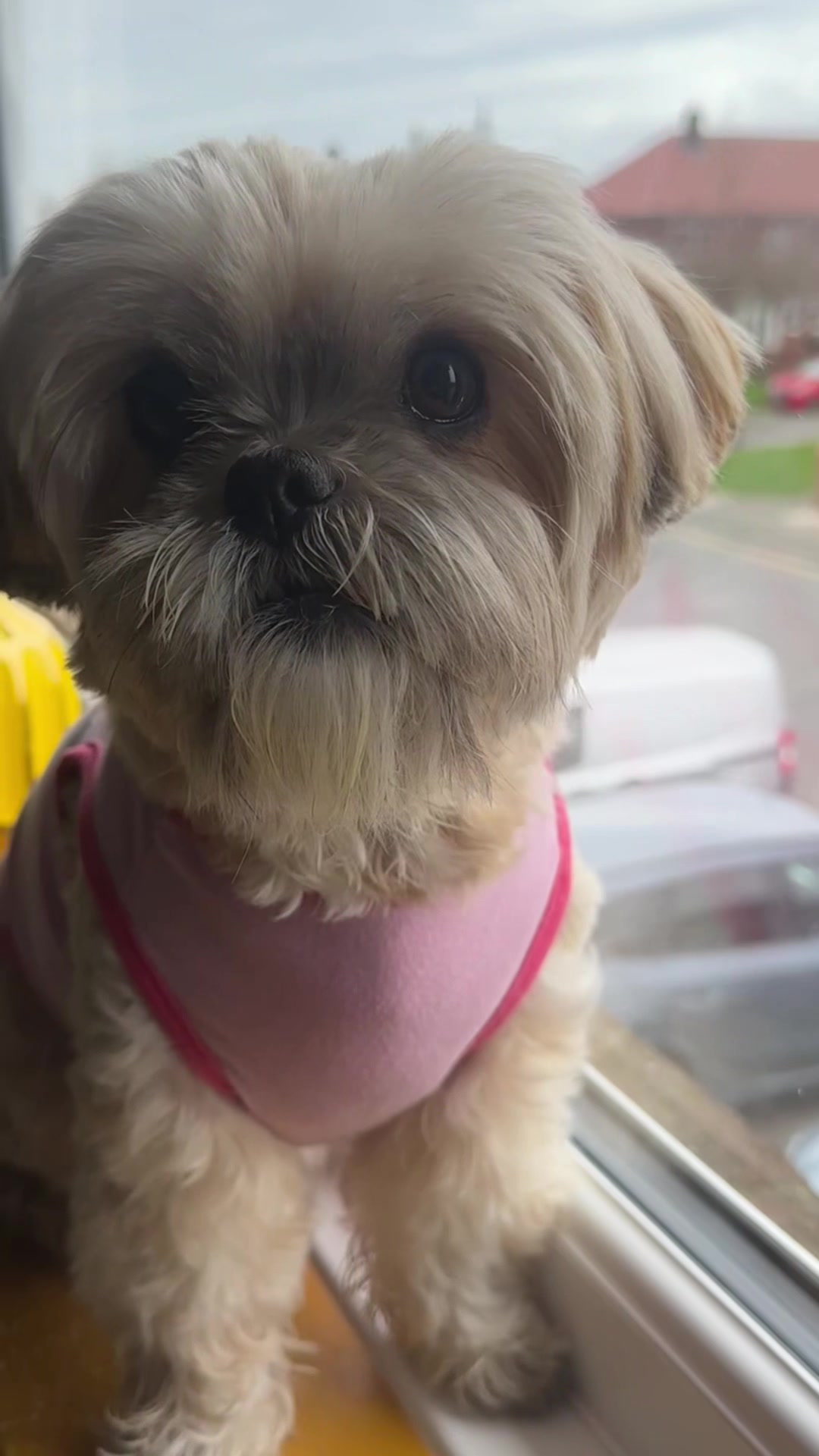 @🐾💕 Bessie Boo 💕🐾