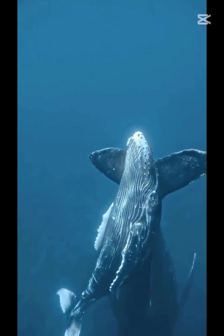@Ocean Giants 🌊🐋🐋🌊