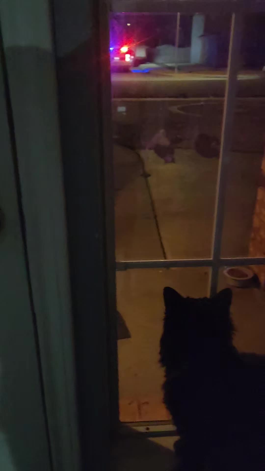 @crazycatcrew