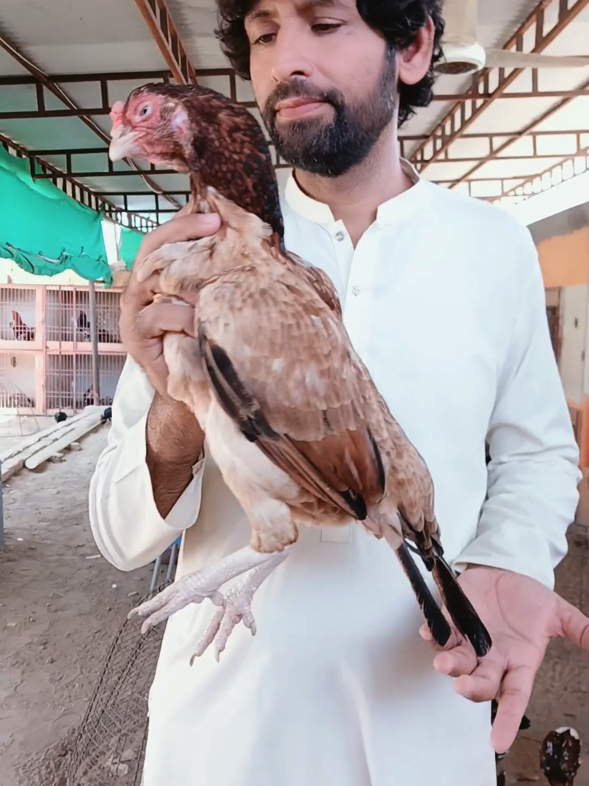 @Sajjad Aseel Farm