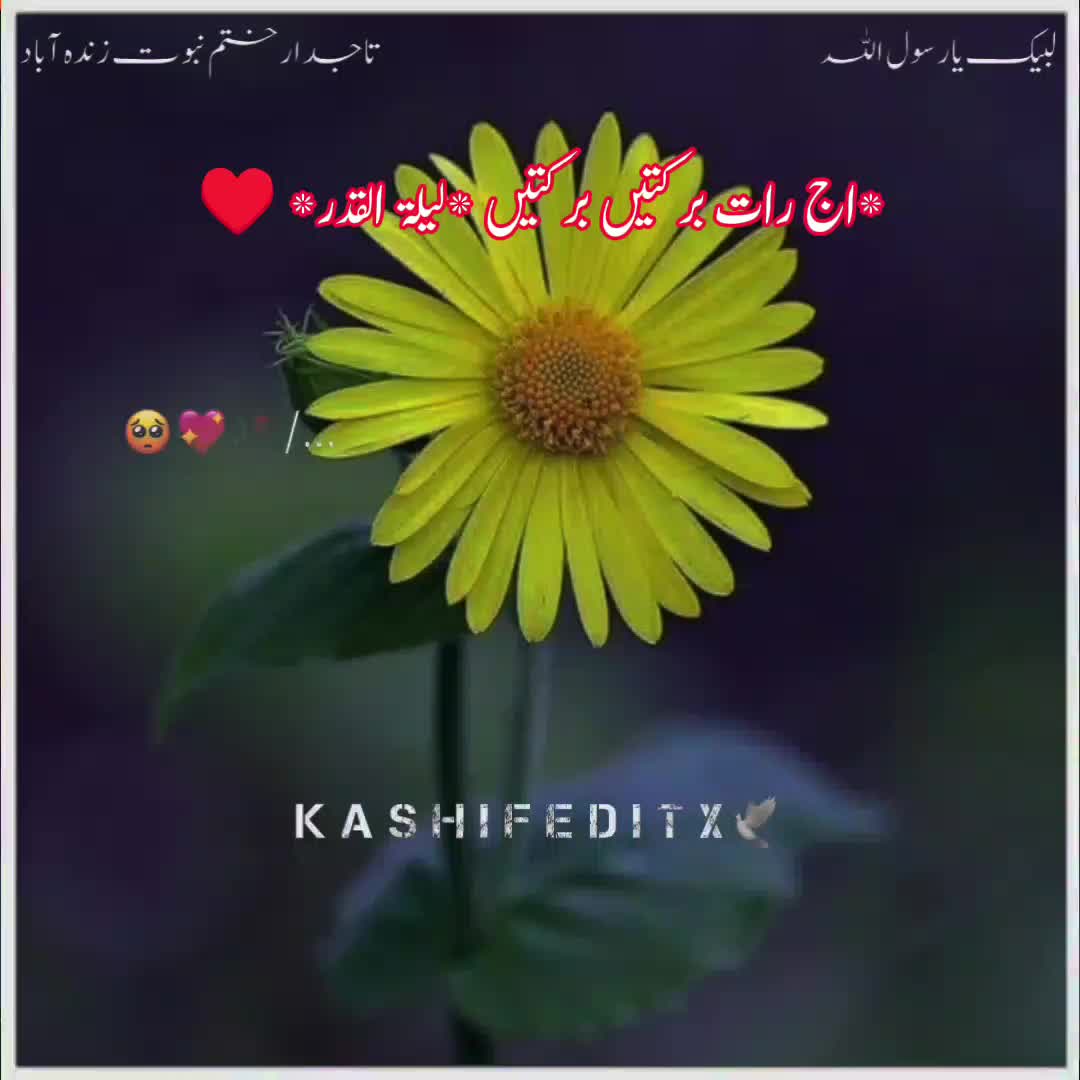 @user65071186465