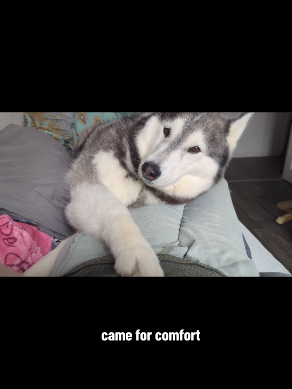 @Freya & Kuma