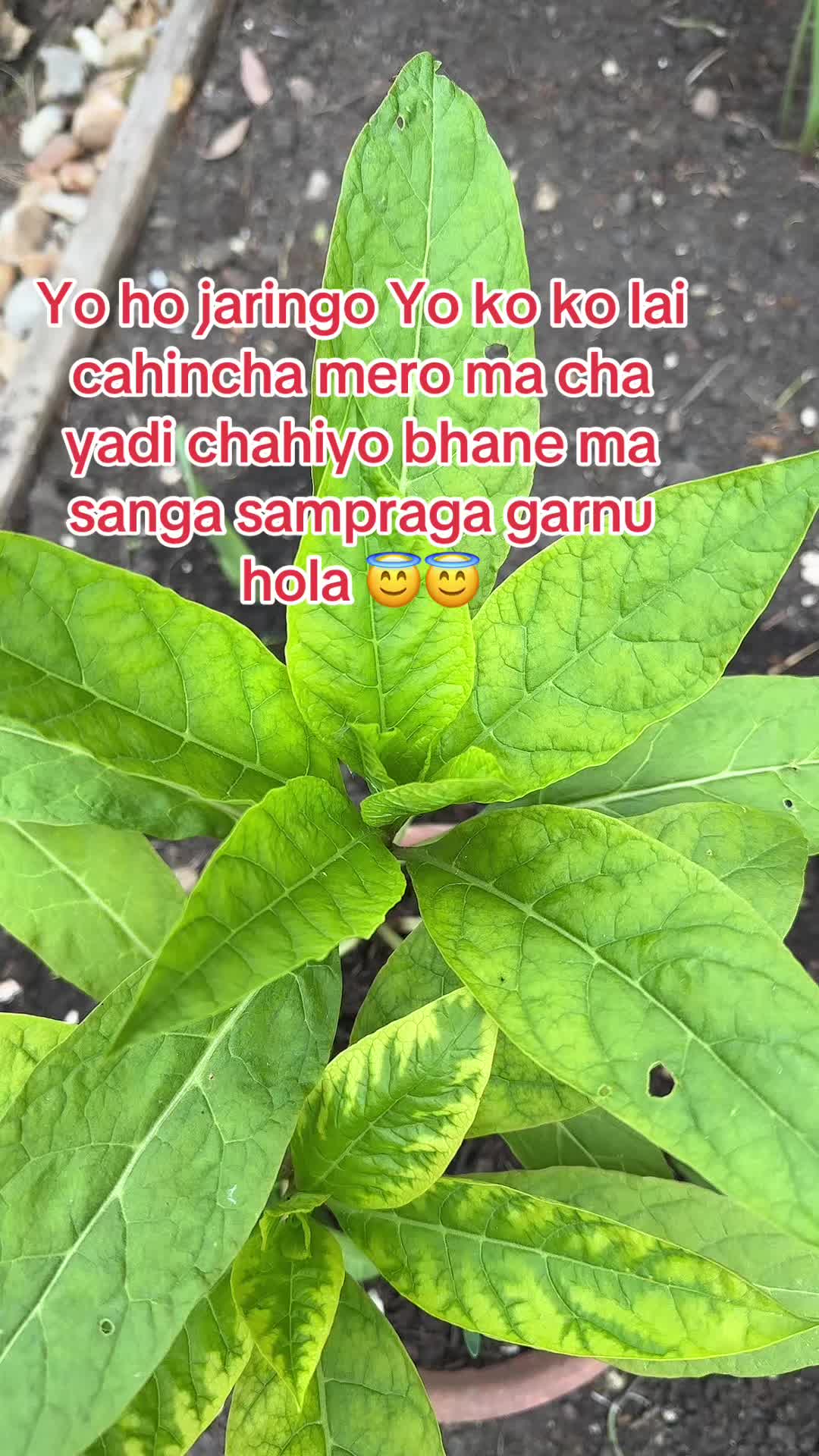 @h.k.limbu