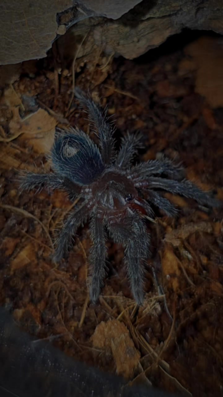 @selinas_spiders