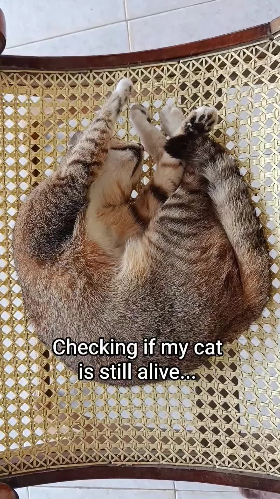 @DailyDoseOfKittyUK