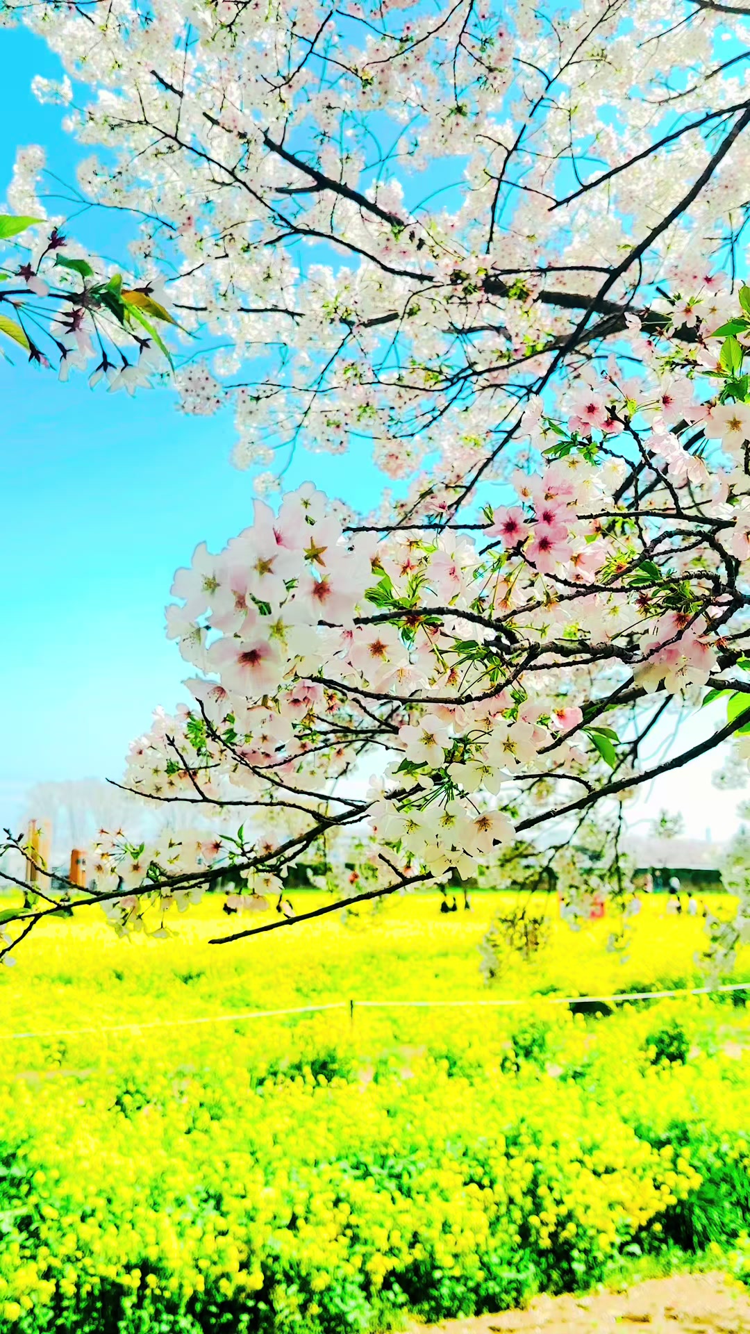 @NihonVoyages
