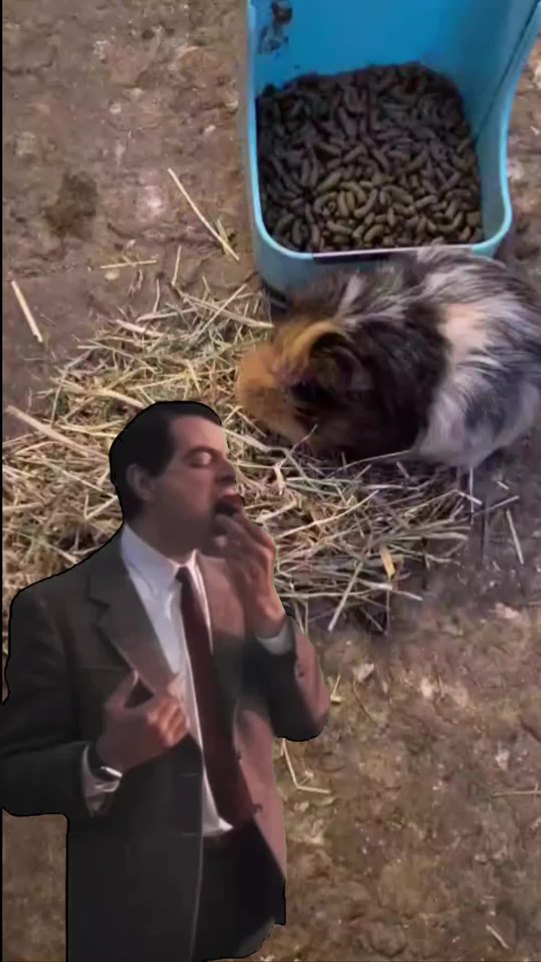 @Pawfectlypicked