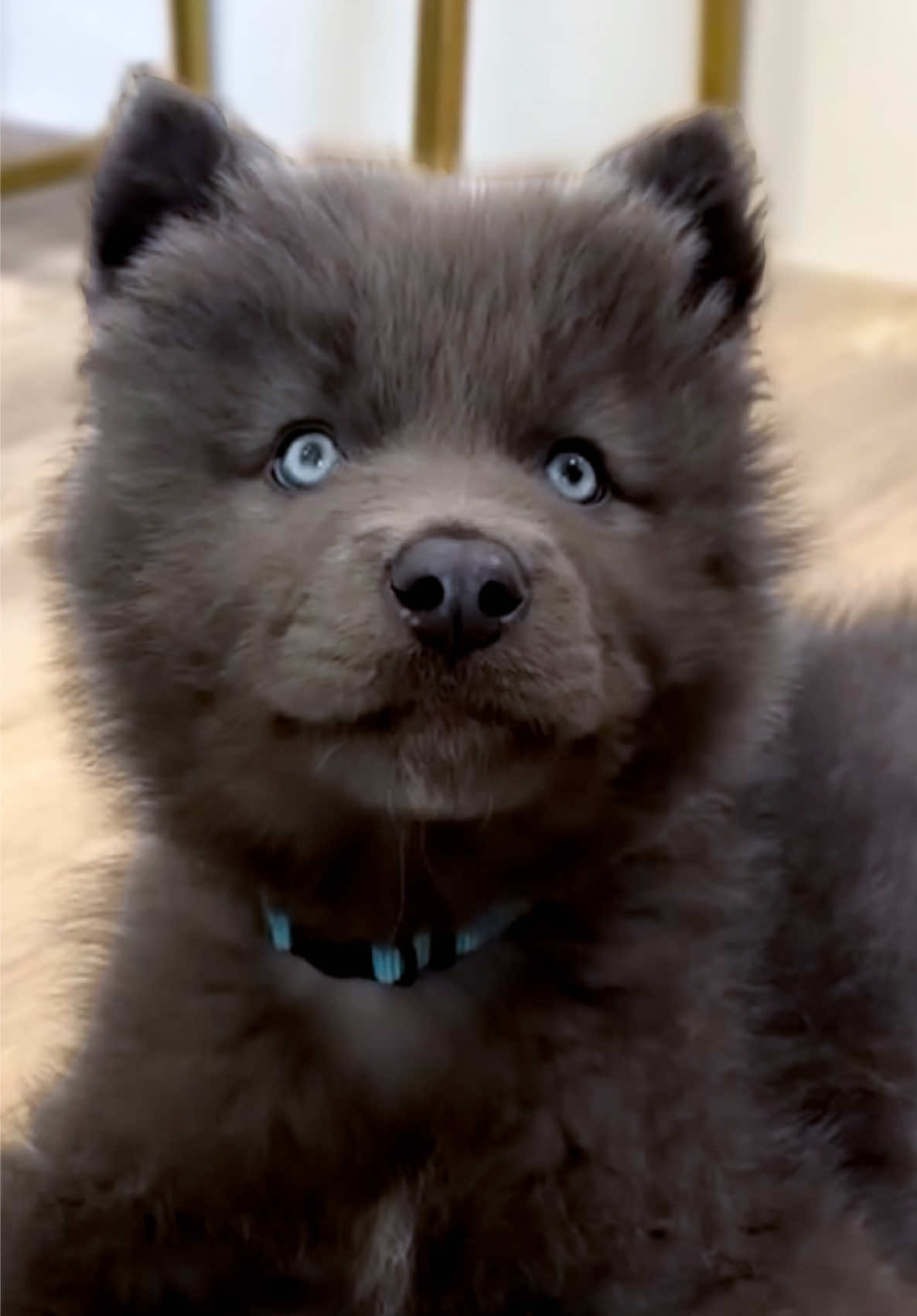 @My Blue Wolf