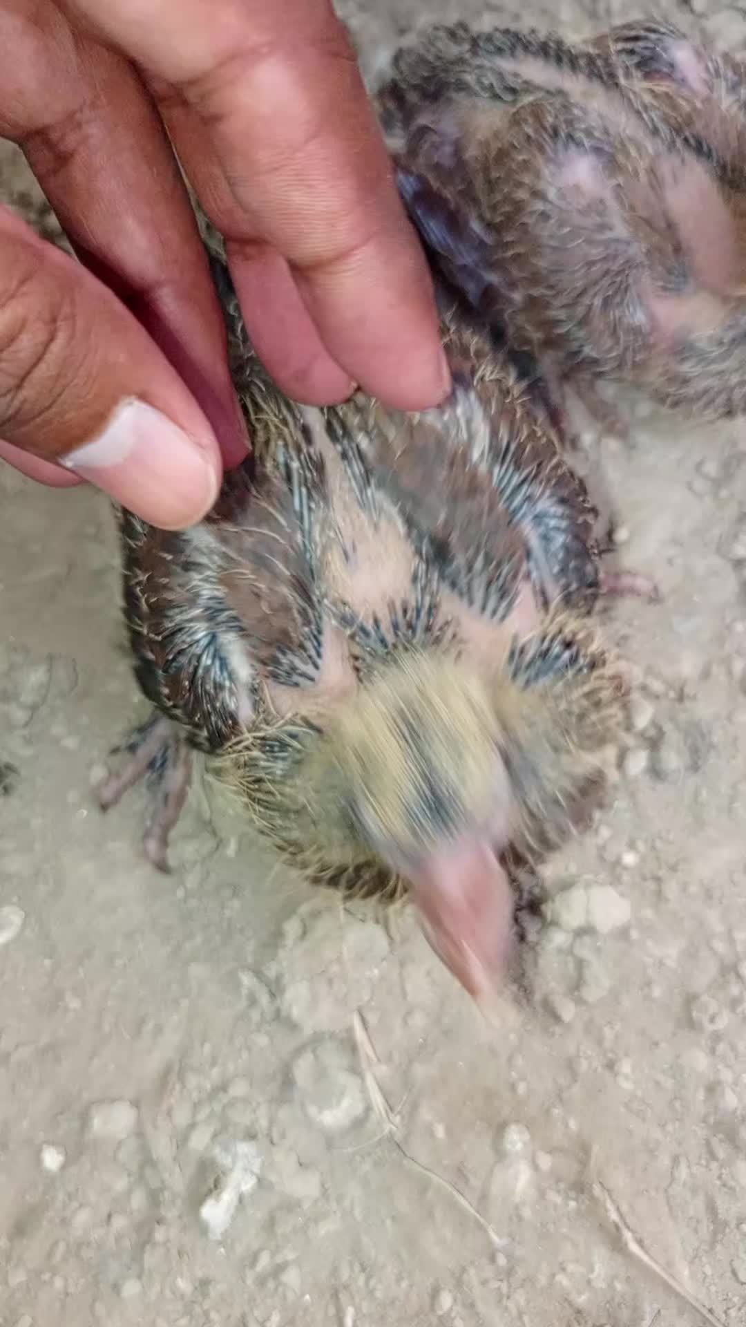 @best Birds912
