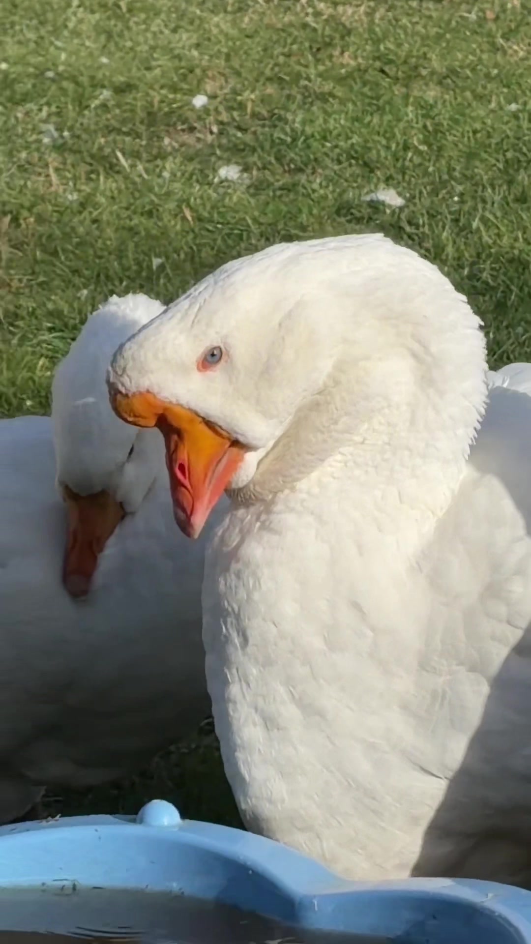 @Willsbirdsanddogs