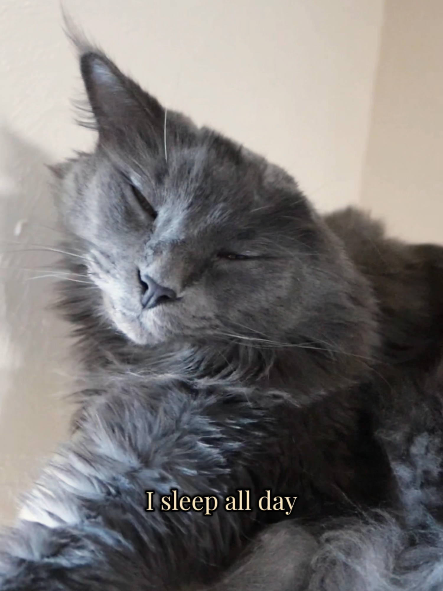 @Manny der Strizzikater
