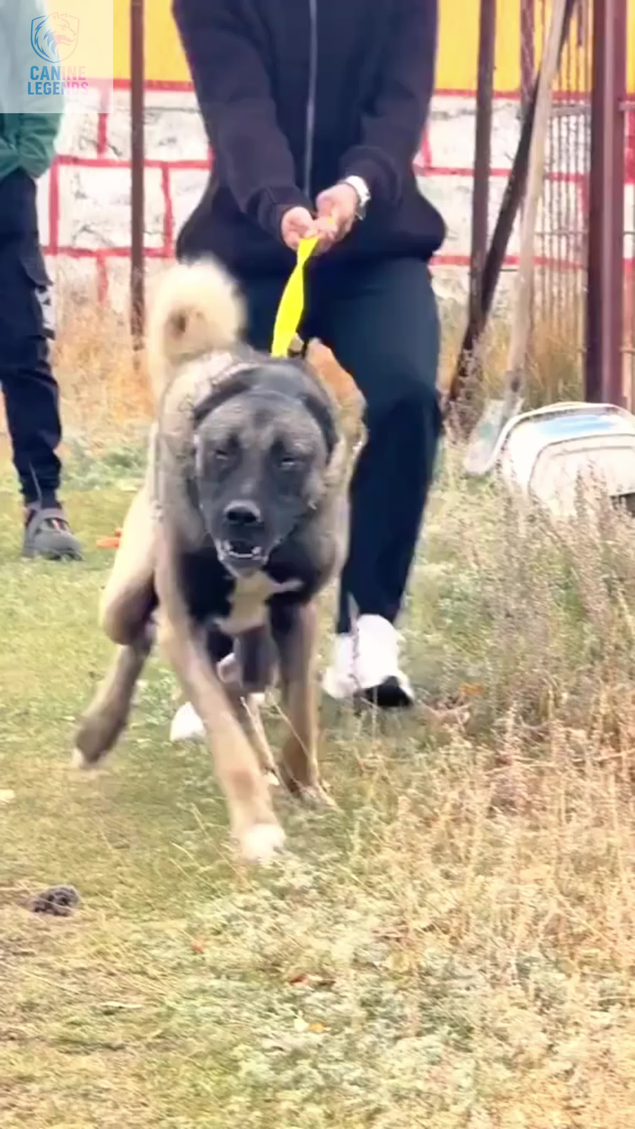 @Canine Legends