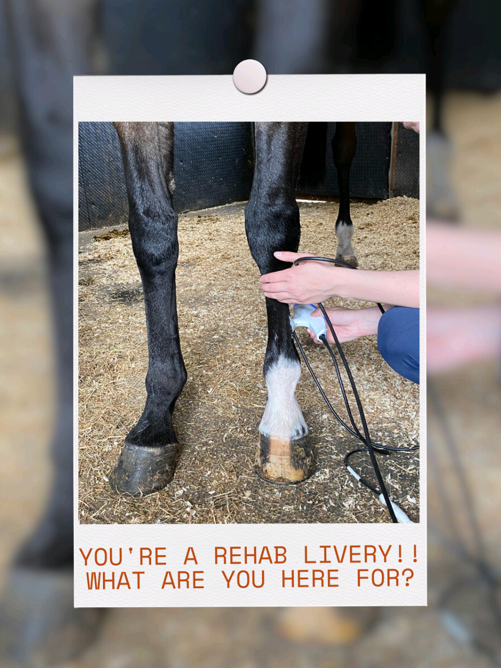 @Rookery Equine