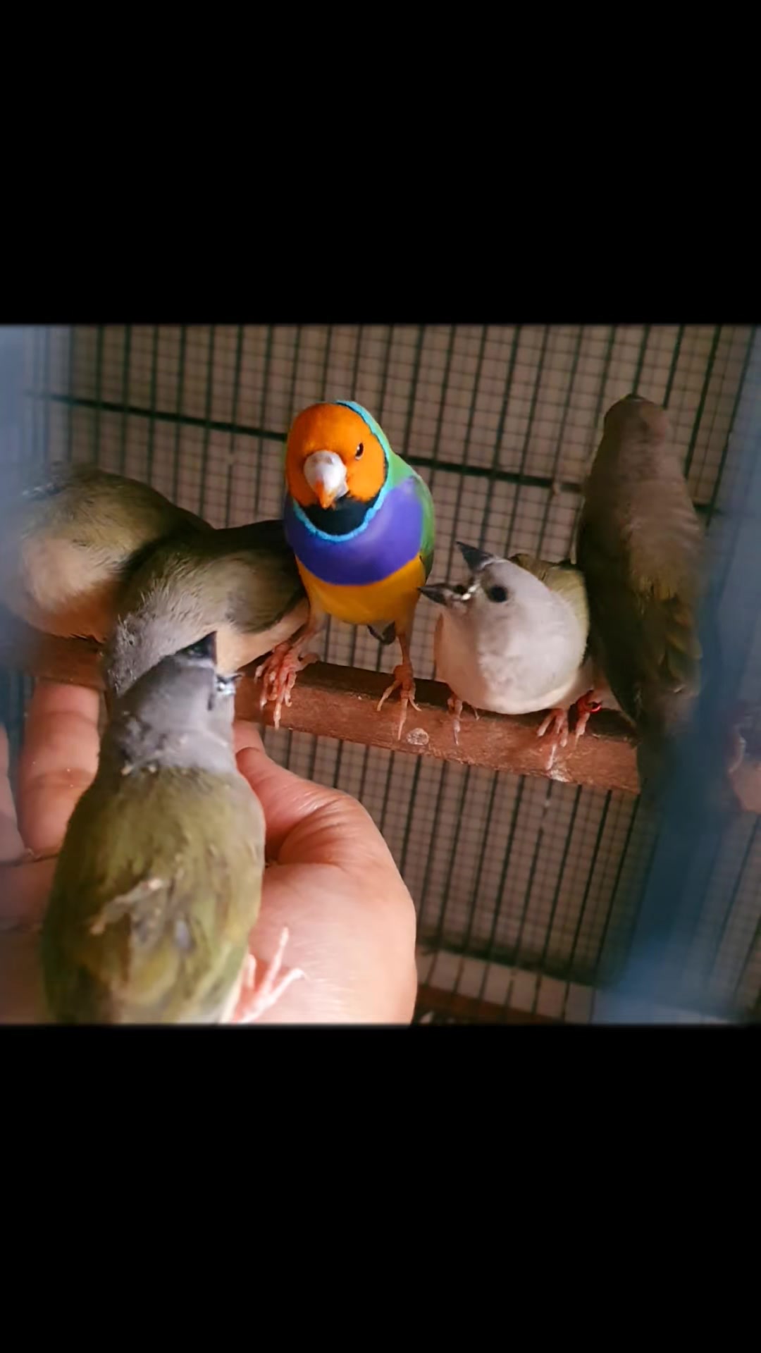 @B for birds